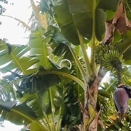 Pe De Pitanga - Unica Casa Arborizada Do Quarteirao Com Arvores Frutiferas Maringá Exterior foto